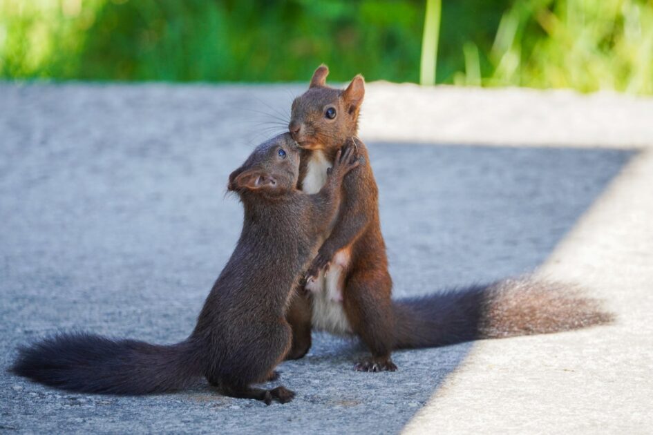 City Squirrels are the Saavy Ones