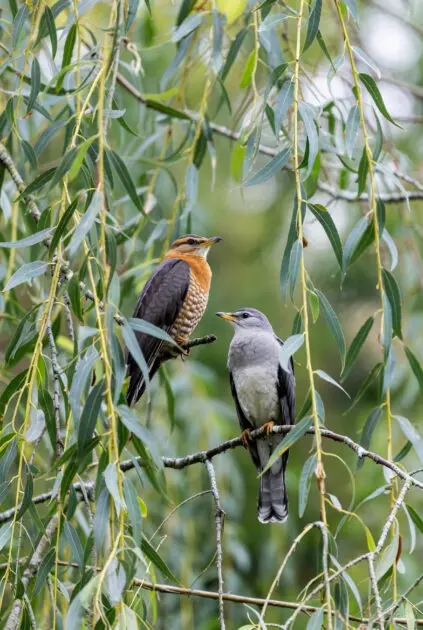 matters of the heart