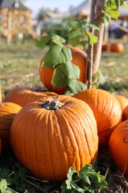 pumpkin seeds