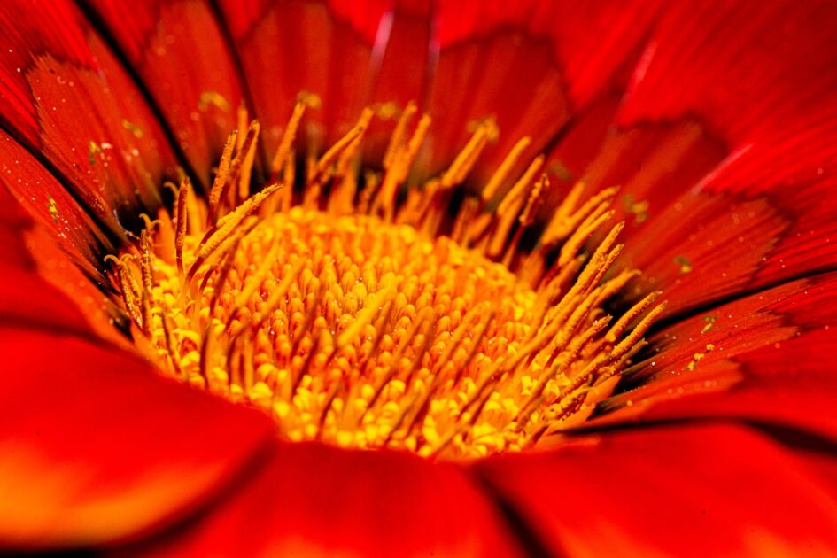 autumn fire