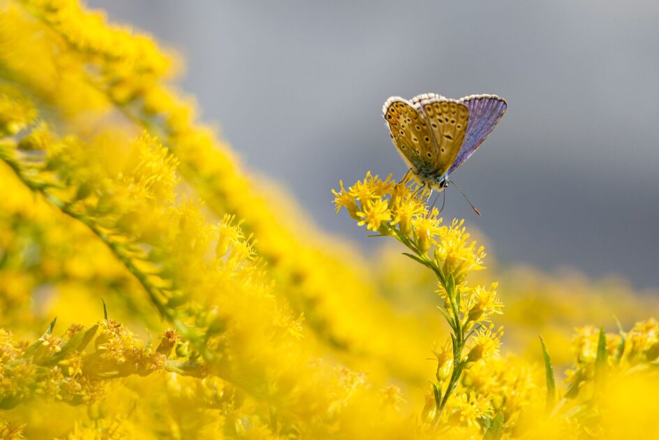 goldenrod